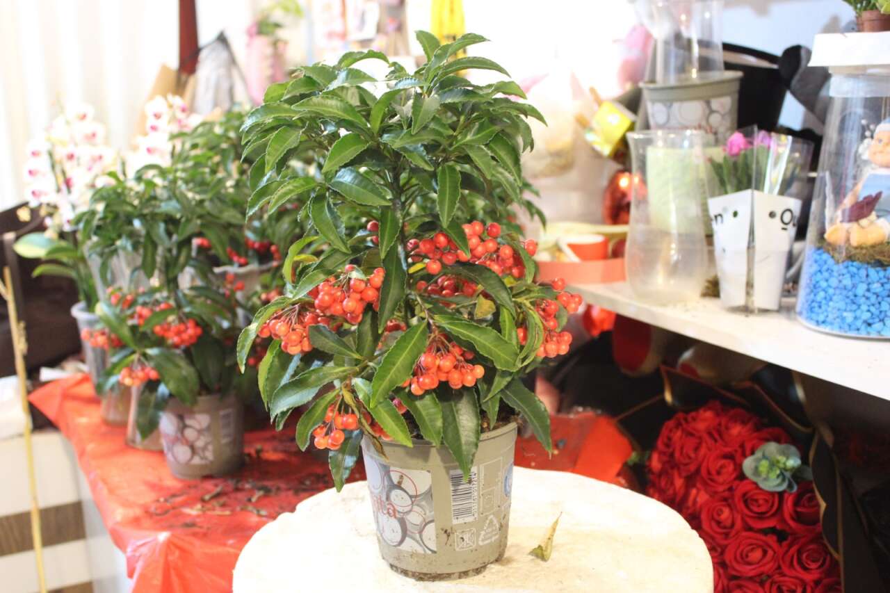 Menteşe’de Kokina Çiçeğine Talep Artıyor: Yeni Yıla Doğru İlgi Zirvede 4